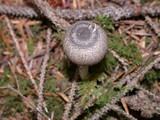 Lepiota atrodisca image