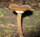 Lactarius lignyotellus image