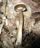 Lactarius lignyotellus image