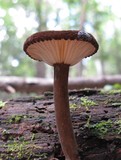Lactarius lignyotellus image