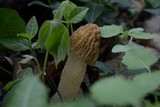 Morchella punctipes image