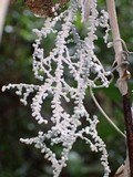 Brunneocorticium corynecarpon image