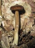 Lactarius lignyotellus image