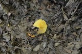 Russula claroflava image