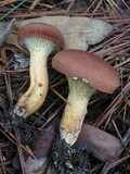 Phylloporopsis boletinoides image