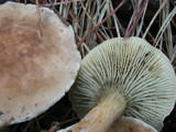 Phylloporopsis boletinoides image