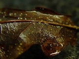 Incrucipulum ciliare image