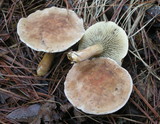 Phylloporopsis boletinoides image