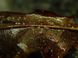 Incrucipulum ciliare image