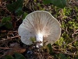 Clitopilus prunulus image
