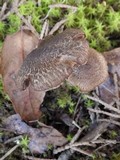 Inocybe bongardii image