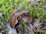 Inocybe bongardii image