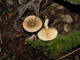 Paxillus rubicundulus image