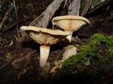 Paxillus rubicundulus image