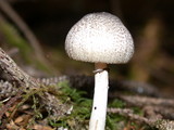 Lepiota atrodisca image