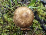 Inocybe bongardii image