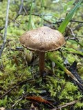 Inocybe bongardii image