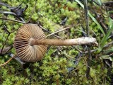 Inocybe bongardii image