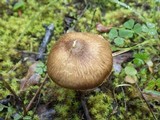 Inocybe bongardii image