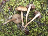 Inocybe bongardii image