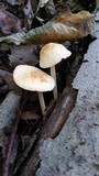 Marasmius strictipes image