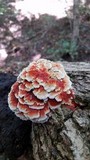 Globifomes graveolens image
