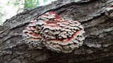Globifomes graveolens image
