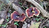 Royoporus badius image
