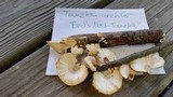 Poronidulus conchifer image