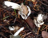 Helvella maculata image