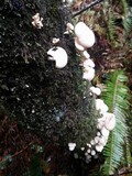 Pleurotus pulmonarius image