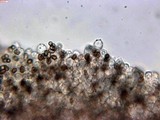 Agaricus arorae image