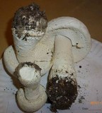 Amanita polypyramis image