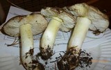 Tricholoma portentosum image