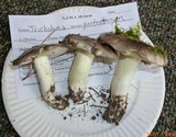 Tricholoma portentosum image