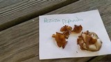Peziza repanda image