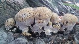 Inonotus dryadeus image