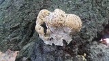 Inonotus dryadeus image