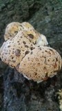 Inonotus dryadeus image