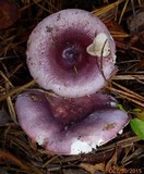 Russula sericeonitens image