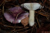 Russula sericeonitens image