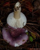 Russula sericeonitens image