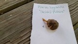 Pluteus longistriatus image