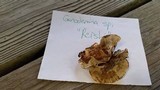 Ganoderma sessile image