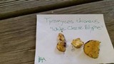 Tyromyces chioneus image