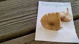 Pluteus hongoi image