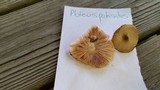 Pluteus hongoi image
