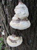 Fomitopsis ochracea image