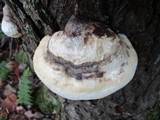 Fomitopsis ochracea image