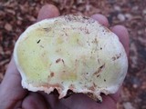 Fomitopsis ochracea image